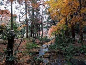 Trees in forest during autumn