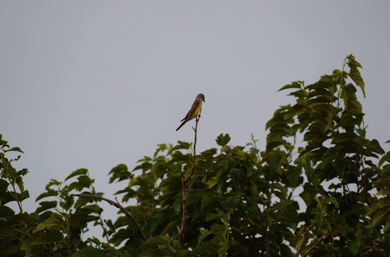 one animal, low angle view, animals in the wild, animal themes, clear sky, wildlife, tree, leaf, growth, green color, copy space, bird, nature, flying, plant, insect, perching, day, sky, branch