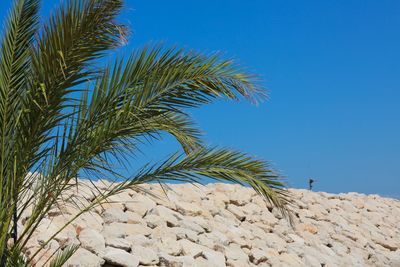 Low angle view of palm tree against clear blue sky