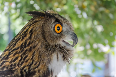 Close-up of owl perching on tree