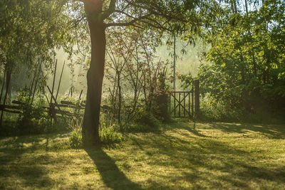 Trees in park