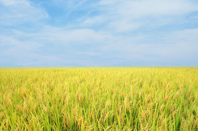 Scenic view of oilseed rape field against sky