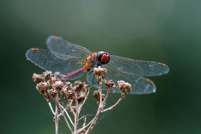 Close-up of insect on flower