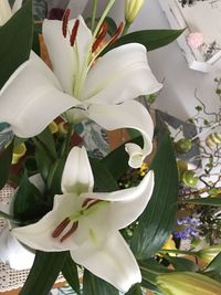 High angle view of white lilies