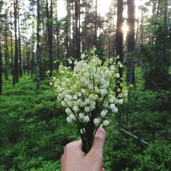 Close-up of hand holding flower