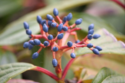 Close-up of leaves