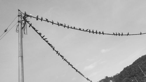 Low angle view of birds against sky