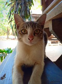 Portrait of cat sitting outdoors