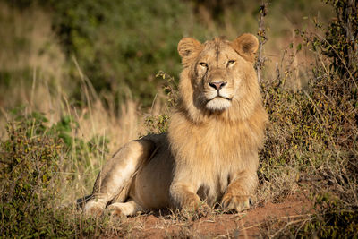 Male lion lies in bushes raising head