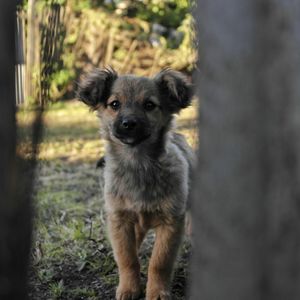 Close-up portrait of puppy