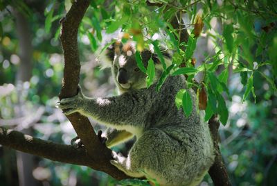 Low angle view of a koala bear in a tree