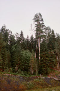Low angle view of pine trees in forest against sky