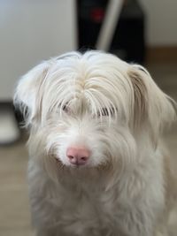 Close-up portrait of dog