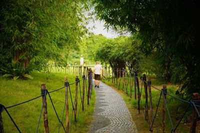 Rear view of fence on trees against sky