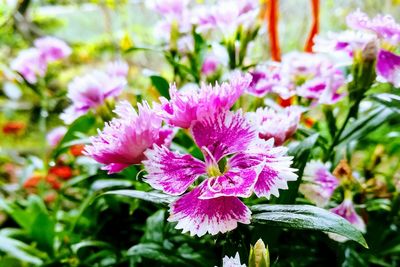 Close-up of flowers blooming outdoors