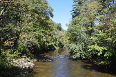 Scenic view of river amidst trees in forest against sky