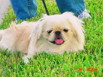 Portrait of dog on grassy field