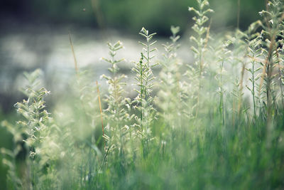 Close-up of stalks in field