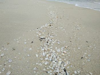 High angle view of shells on shore