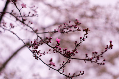 Low angle view of cherry blossom