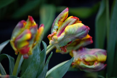 Close-up of flowering plant