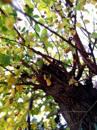 Low angle view of butterfly perching on tree