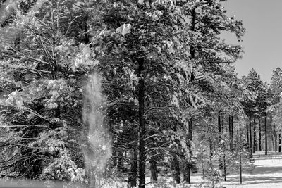 Low angle view of trees in forest during winter