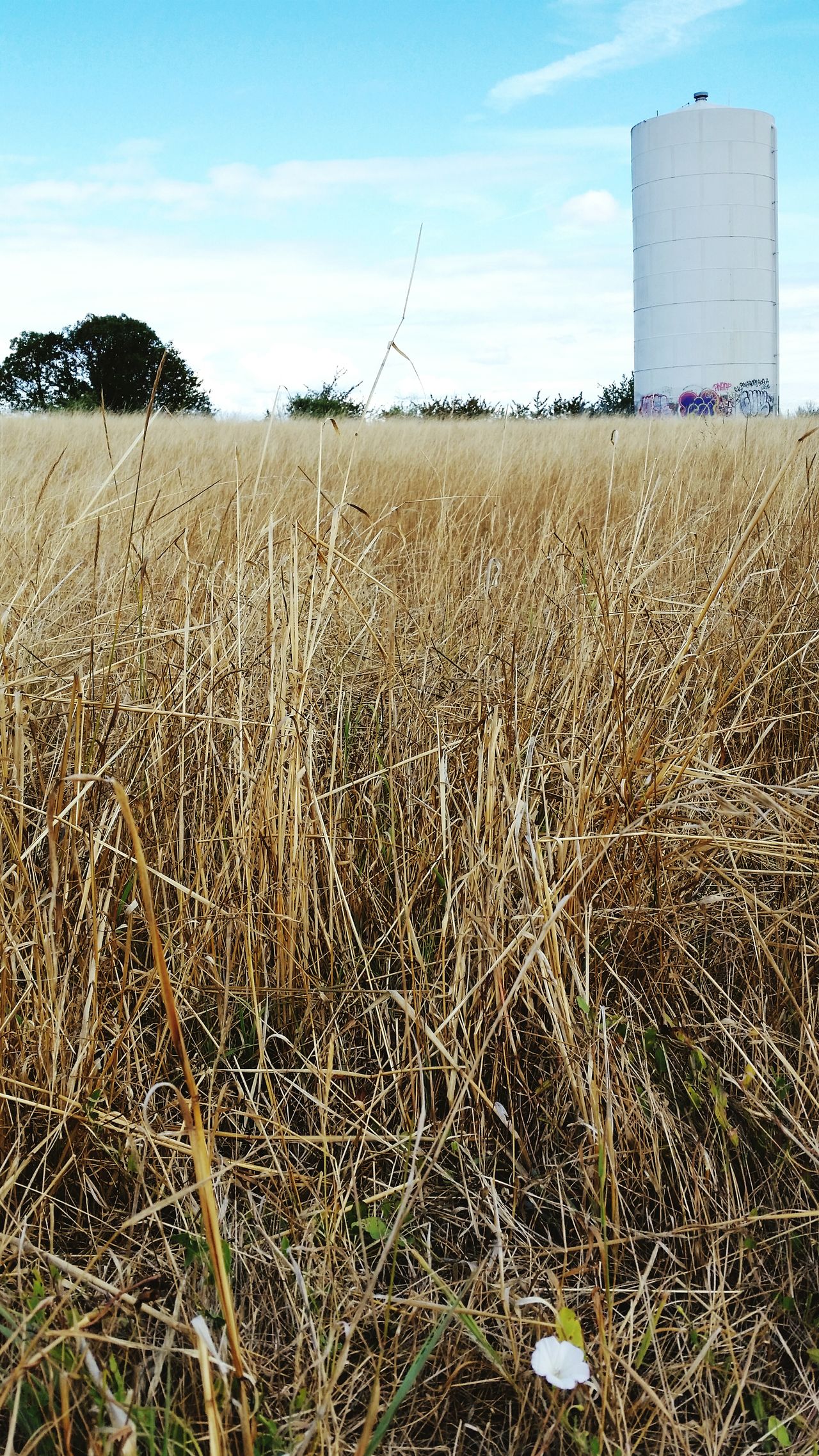 Fields of grass