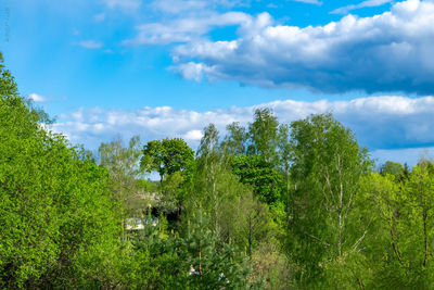 Plants growing on land against sky