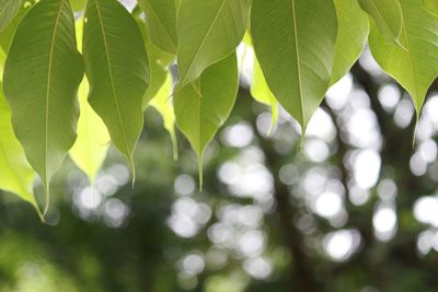 Close-up of fresh green leaves