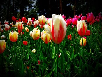 Close-up of tulips in park