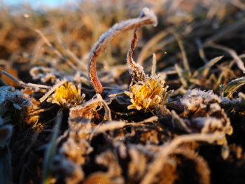 Close-up of plants on field