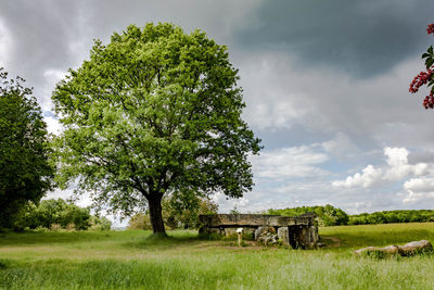 Trees on field against sky