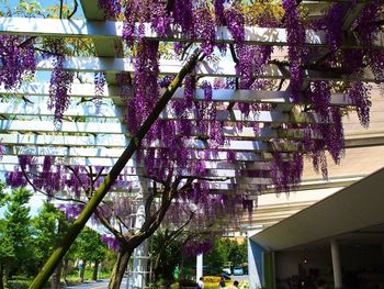 Low angle view of flowers