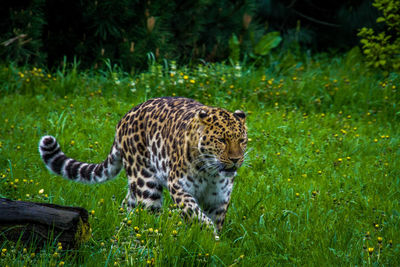 Full length of a cat