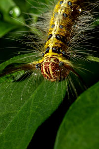 Close-up of insect on leaf