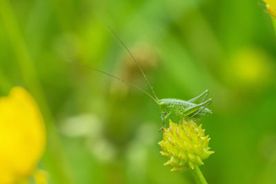 Close-up of insect pollinating on flower