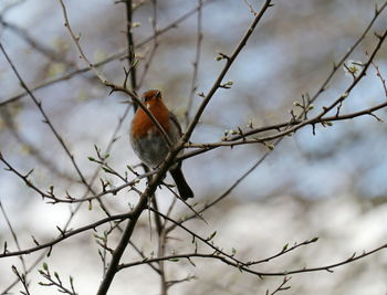 Close-up of bird perching on branch