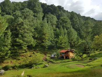 People by cottage in forest