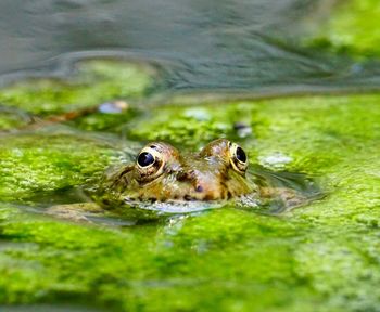 Close-up of frog in lake