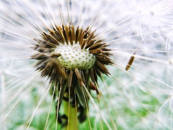 Close-up of dandelion against sky