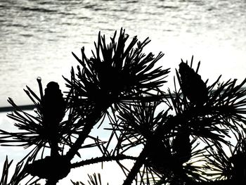 Low angle view of silhouette tree against sky