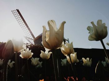 Low angle view of flowers against sky