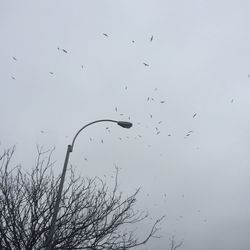 Low angle view of birds flying in sky