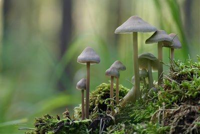 Close-up of mushroom growing on field