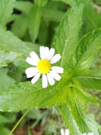 Close-up of white daisy flower