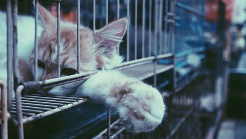 Close-up of a cat sleeping in cage