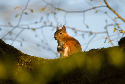 Squirrel on a tree