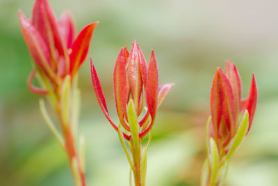 Close-up of pink flower