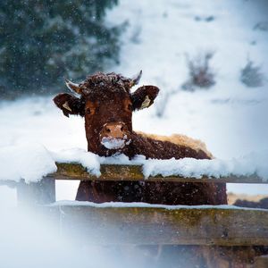 Portrait of cow in snow